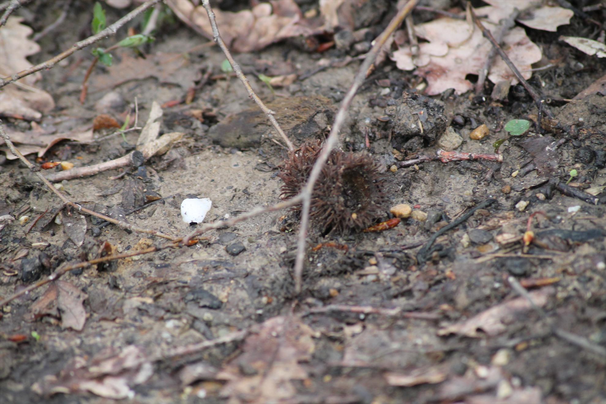 Peisaje... - harsany-aprilie2013-2041.JPG